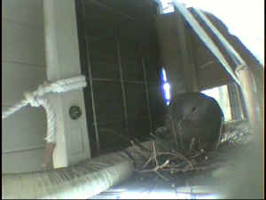 52604.jpg (20537 oCg)