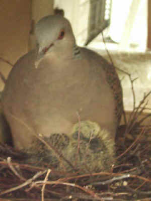 h009.jpg (21128 oCg)