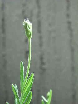 2001418.jpg (20262 oCg)