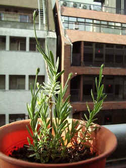 ds001.jpg (42143 oCg)