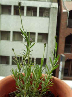 ds005.jpg (29348 oCg)