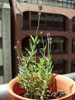 kawai002.jpg (43970 oCg)