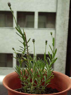 pl001.jpg (32913 oCg)