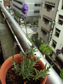 rv001.jpg (38287 oCg)