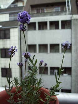 rv007.jpg (30440 oCg)