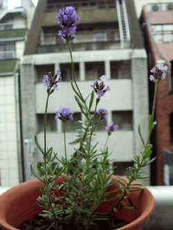 rv008.jpg (29515 oCg)