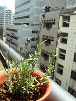 shqz002.jpg (41190 oCg)